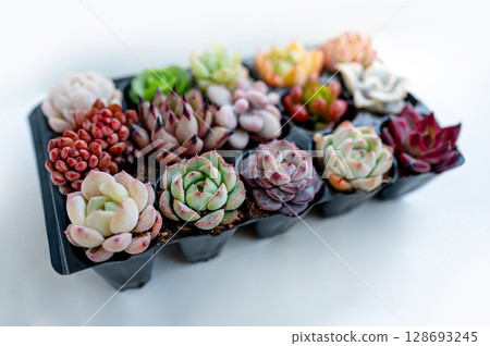 Various miniature succulent plants collection 128693245
