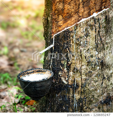 Collecting natural latex. Rubber tree and bowl filled with milky fluid 128693247