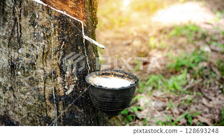 Collecting natural latex. Rubber tree and bowl filled with milky fluid Collecting natural latex. Rubber tree and bowl filled with milky fluid 128693248