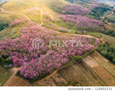 Aerial view of pink cherry blossom on the hill in Thailand 128693252