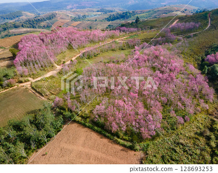 Aerial view of pink cherry blossom on the hill in Thailand Aerial view of pink cherry blossom on the hill in Thailand 128693253
