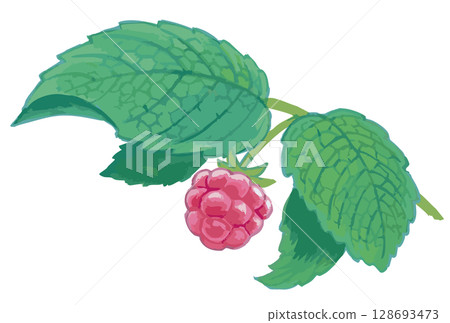 Raspberry sketch material. Vector illustration material. Raspberry sketch material. Vector illustration material. 128693473