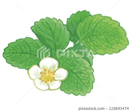 草莓花素描。向量插圖素材。 草莓花素描。向量插圖素材。 128693474