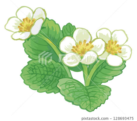 Strawberry flower sketch. Vector illustration material. Strawberry flower sketch. Vector illustration material. 128693475