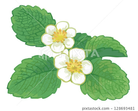 草莓花素描。向量插圖素材。 128693481