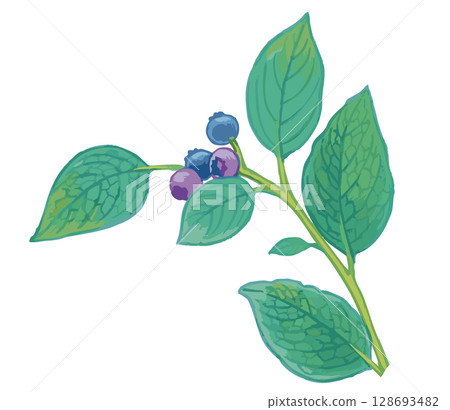 藍莓素描素材。向量插圖素材。 藍莓素描素材。向量插圖素材。 128693482