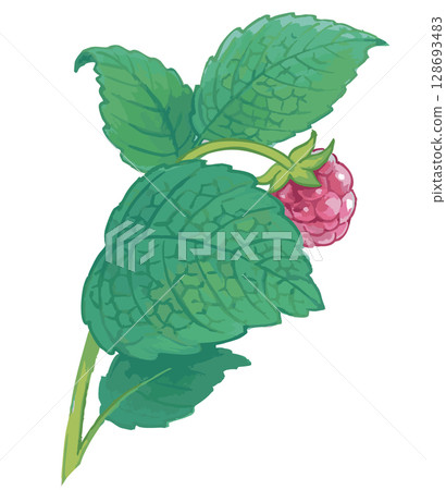 Raspberry sketch material. Vector illustration material. Raspberry sketch material. Vector illustration material. 128693483