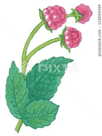 覆盆子素描素材。向量插圖素材。 128693484