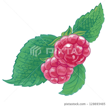 Raspberry sketch material. Vector illustration material. Raspberry sketch material. Vector illustration material. 128693485