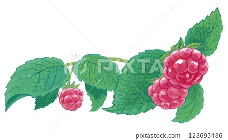 Raspberry sketch material. Vector illustration material. Raspberry sketch material. Vector illustration material. 128693486