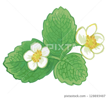 Strawberry flower sketch. Vector illustration material. Strawberry flower sketch. Vector illustration material. 128693487