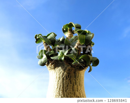 多塞特角 128693841