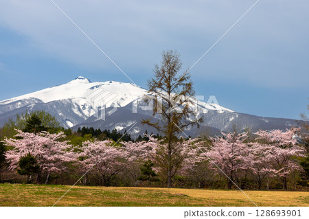 Aomori Prefecture Hirosaki City, Higashi-Iwakisan, Mount Iwaki with remaining snow and cherry blossoms in full bloom behind Kongo-in Temple, Mount Koyasan, Tsugaru 128693901