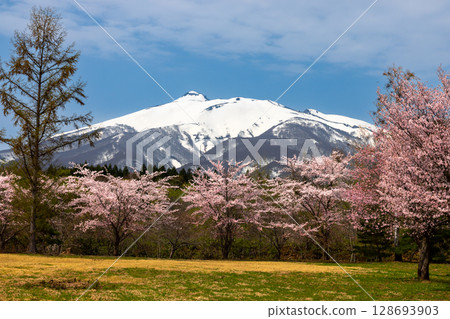 Aomori Prefecture Hirosaki City, Higashi-Iwakisan, Mount Iwaki with remaining snow and cherry blossoms in full bloom behind Kongo-in Temple, Mount Koyasan, Tsugaru 128693903