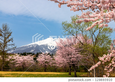 Aomori Prefecture Hirosaki City, Higashi-Iwakisan, Mount Iwaki with remaining snow and cherry blossoms in full bloom behind Kongo-in Temple, Mount Koyasan, Tsugaru Aomori Prefecture Hirosaki City, Higashi-Iwakisan, Mount Iwaki with remaining snow and cherry blossoms in full bloom behind Kongo-in Temple, Mount Koyasan, Tsugaru 128693910