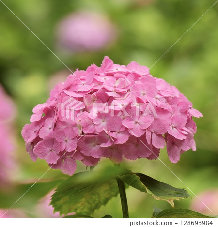 Vividly blooming, fluffy and cute pink hydrangeas Vividly blooming, fluffy and cute pink hydrangeas 128693984
