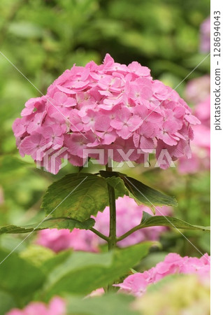Vividly blooming, fluffy and cute pink hydrangeas 128694043