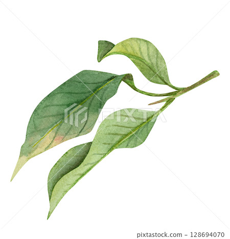 Watercolor branch with leaves, hand-drawn. Delicate, natural shades of green, light watercolor texture. Watercolor branch with leaves, hand-drawn. Delicate, natural shades of green, light watercolor texture. 128694070
