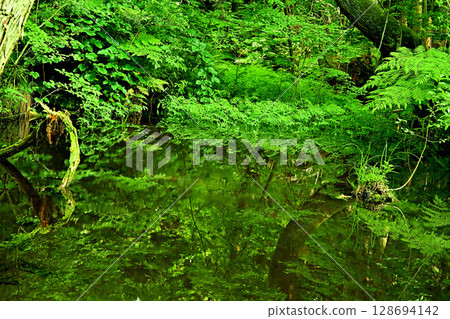 Sugisawa Cedar Pond Reflection Toyama Prefecture Sugisawa Cedar Pond Reflection Toyama Prefecture 128694142