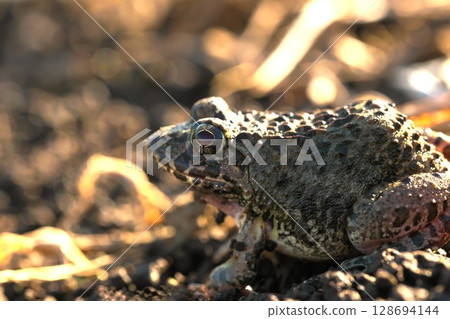 女貞蛙的特寫 128694144