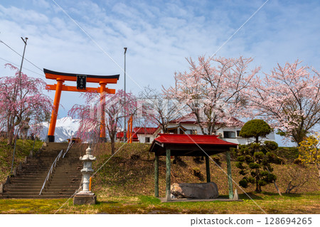 Higashi-Iwakisan, Hyakuzawa, Hirosaki City, Aomori Prefecture. The torii gate of Kongo-in Temple, Koyasan, Tsugaru, cherry blossoms in full bloom, and snow-covered Mt. Iwaki 128694265