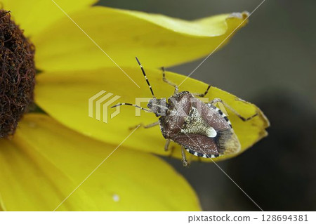 Bee whale bug 128694381