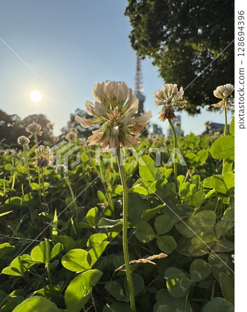 Twilight sunshine and white tufted flowers Twilight sunshine and white tufted flowers 128694396