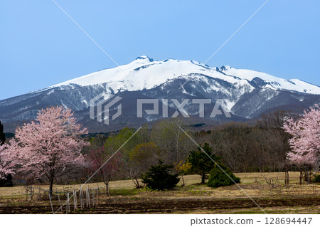 Mt. Iwaki with snow remaining and cherry blossoms in full bloom at the foot of the mountain. Mt. Iwaki with snow remaining and cherry blossoms in full bloom at the foot of the mountain. 128694447
