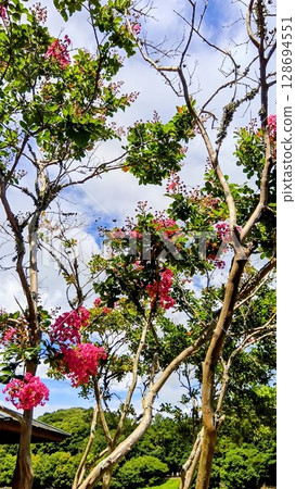 Bright pink Crape myrtle flowers Bright pink Crape myrtle flowers 128694551