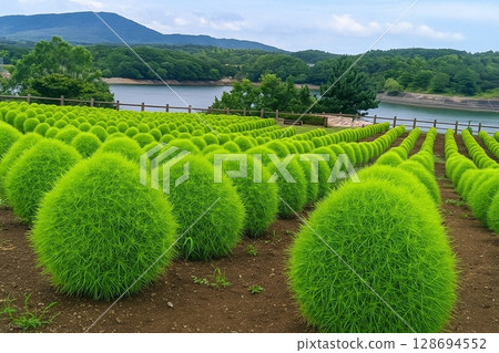 Fluffy green kochia Fluffy green kochia 128694552