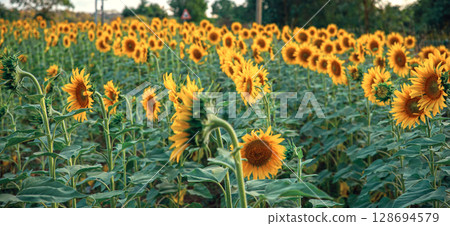 Bright Sunflower Flower, Summer time. Field of sunflowers in the warm light of the setting sun. Bright Sunflower Flower, Summer time. Field of sunflowers in the warm light of the setting sun. 128694579