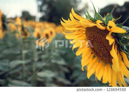 Close-up of a sunflower in full bloom, creating a natural abstract background. Summer time. 128694580
