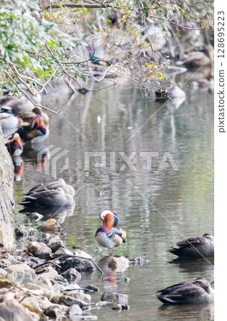 [Wild Birds] Male mandarin duck preening its feathers 128695223