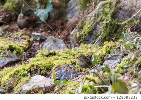 [Wild Birds] Female black-banded bunting playing on rocks 128695232
