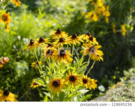 Rudbeckia blooming on the roadside Rudbeckia blooming on the roadside 128695236