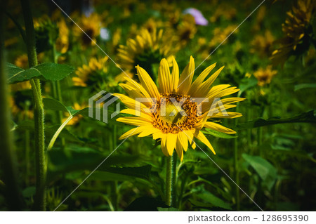 向日葵 128695390