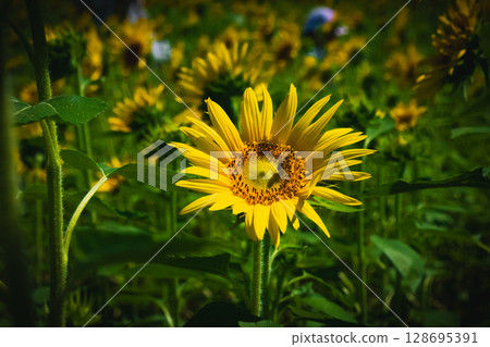 向日葵 128695391