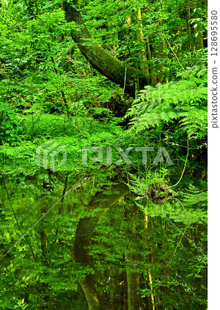 Sugisawa Cedar Pond Reflection Toyama Prefecture 128695580