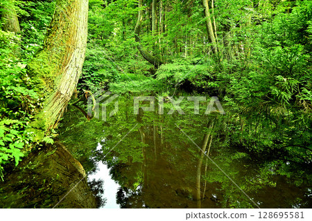 Sugisawa Cedar Pond Reflection Toyama Prefecture 128695581