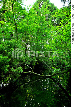Sugisawa Cedar Pond Reflection Toyama Prefecture Sugisawa Cedar Pond Reflection Toyama Prefecture 128695585