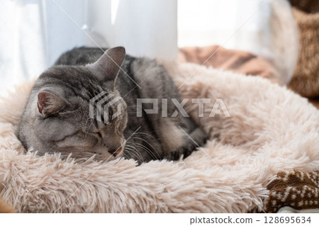 Sabatra cat sleeping by the window 128695634