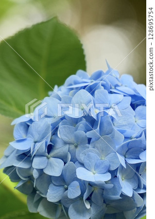 Beautiful blue hydrangea, bokeh background, early summer flower 128695754