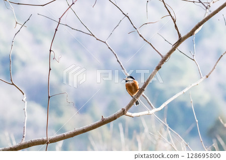 [Wild bird] Varied tit perched on a branch 128695800