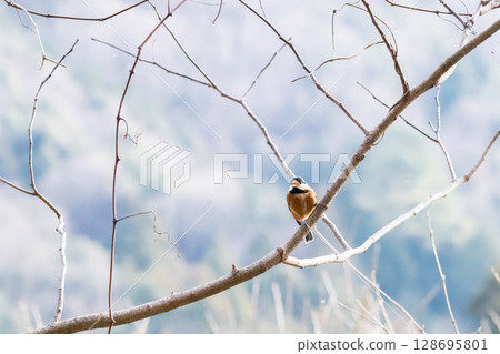 [Wild bird] Varied tit perched on a branch 128695801