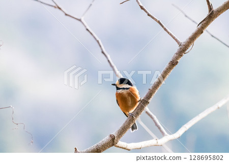 [Wild bird] Varied tit perched on a branch 128695802