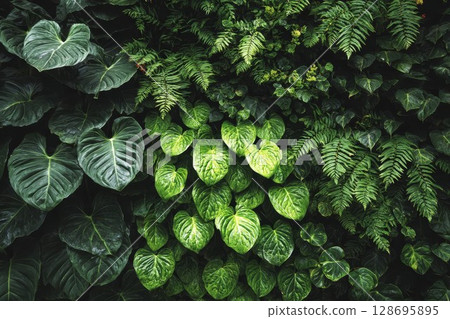 Lush green foliage with large leaves and ferns. Vibrant natural wall for indoor decor. Perfect for tropical garden or home design. 128695895