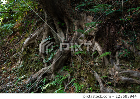 充滿活力的樹根 128695944