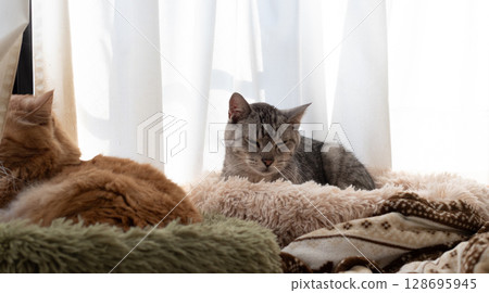 Sabatra cat sleeping by the window 128695945