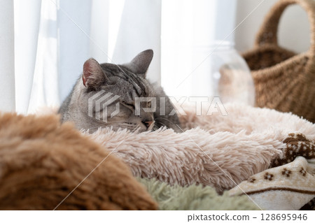 Sabatra cat sleeping by the window 128695946