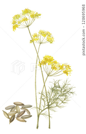 茴香花和種子的水彩畫 128695968